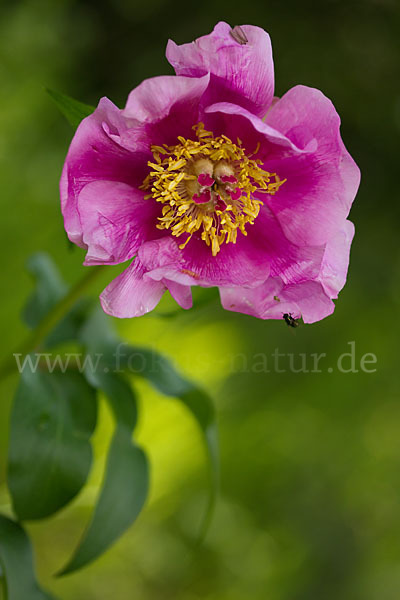 Pfingstrose (Paeonia broteroi)