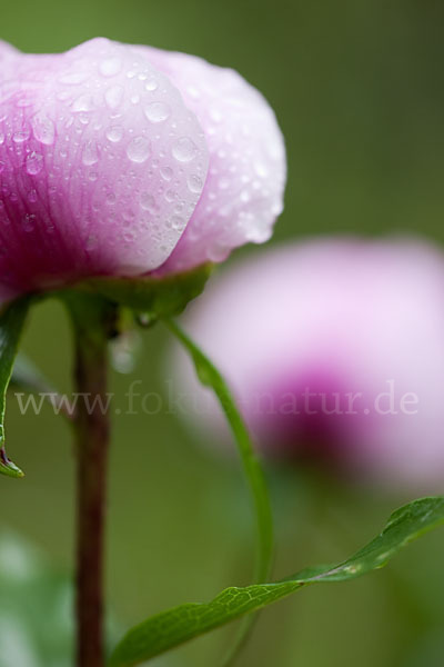 Pfingstrose (Paeonia broteroi)