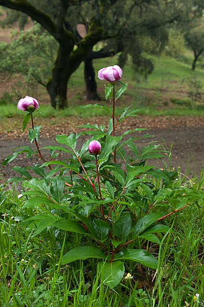 Pfingstrose (Paeonia broteroi)