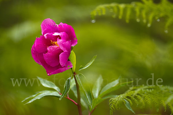 Pfingstrose (Paeonia broteroi)