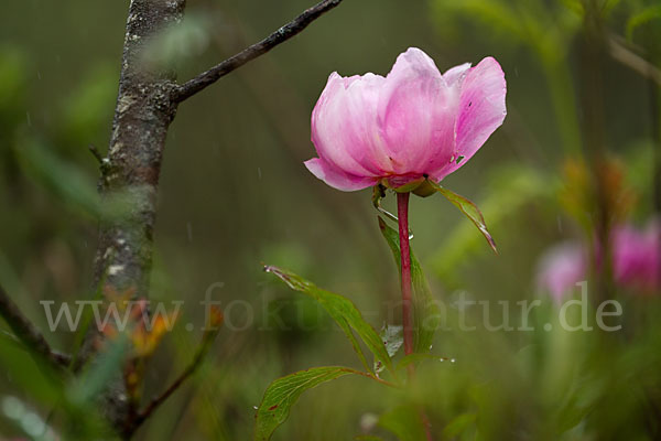 Pfingstrose (Paeonia broteroi)