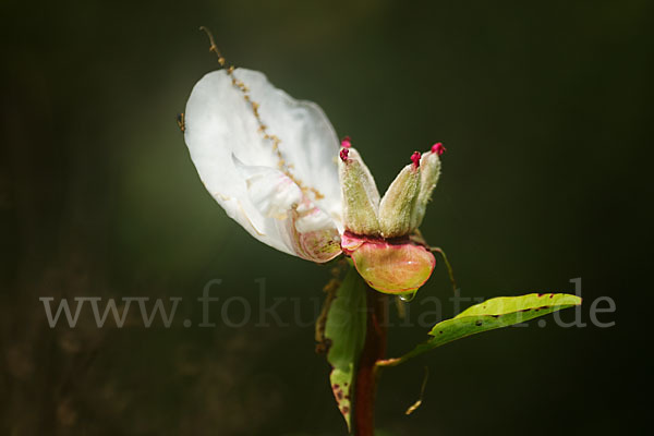 Pfingstrose (Paeonia broteroi)