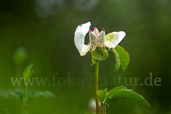 Pfingstrose (Paeonia broteroi)