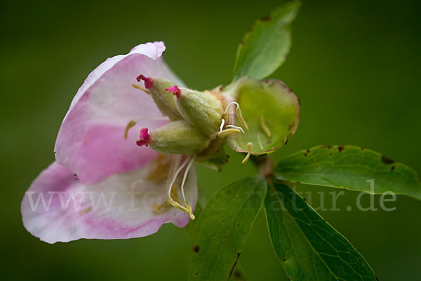 Pfingstrose (Paeonia broteroi)