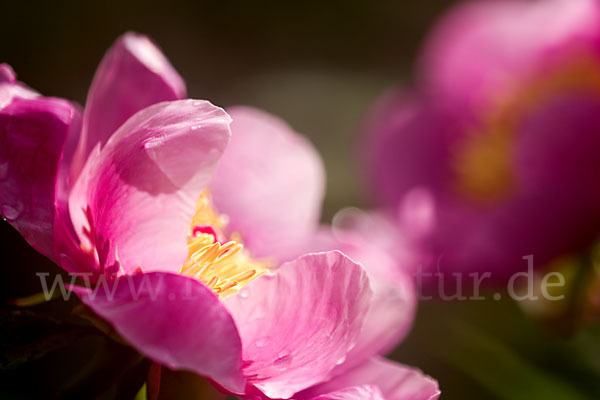 Pfingstrose (Paeonia broteroi)