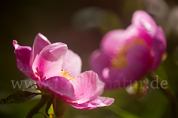 Pfingstrose (Paeonia broteroi)