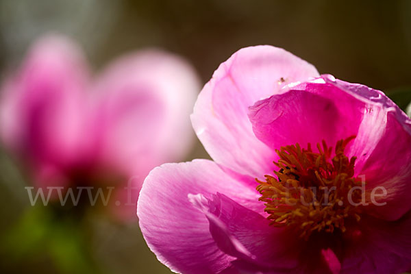 Pfingstrose (Paeonia broteroi)