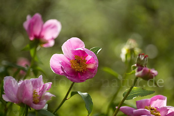 Pfingstrose (Paeonia broteroi)