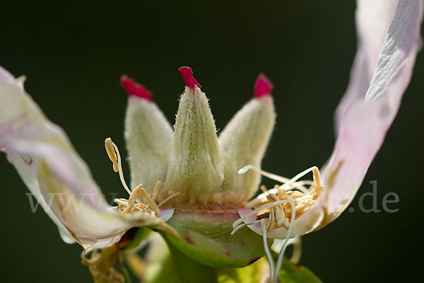 Pfingstrose (Paeonia broteroi)