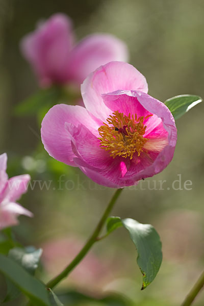 Pfingstrose (Paeonia broteroi)