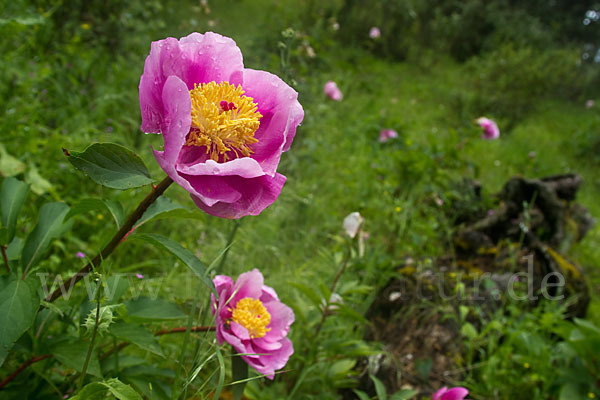 Pfingstrose (Paeonia broteroi)