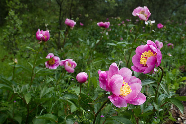 Pfingstrose (Paeonia broteroi)