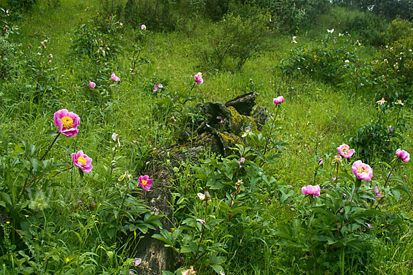 Pfingstrose (Paeonia broteroi)