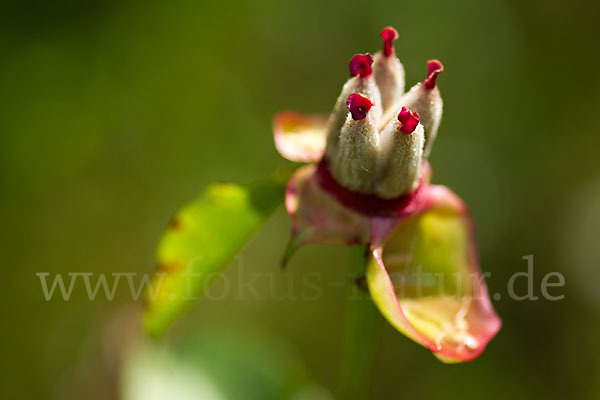 Pfingstrose (Paeonia broteroi)