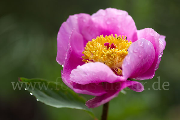 Pfingstrose (Paeonia broteroi)