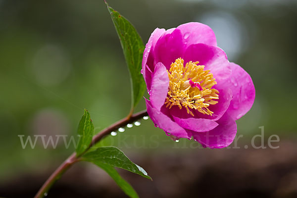 Pfingstrose (Paeonia broteroi)