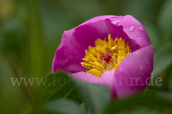 Pfingstrose (Paeonia broteroi)