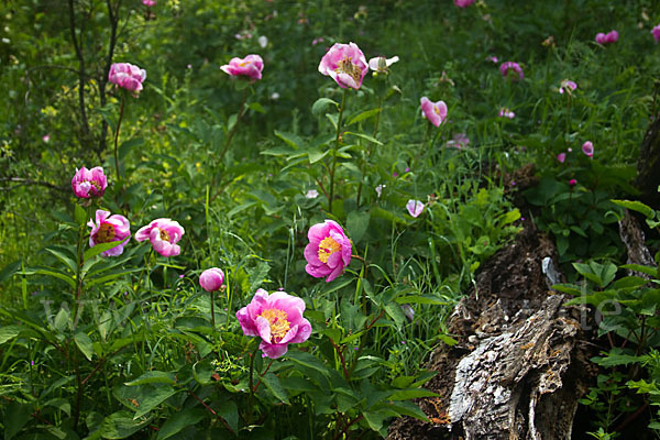 Pfingstrose (Paeonia broteroi)