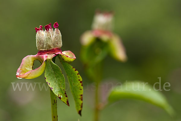 Pfingstrose (Paeonia broteroi)