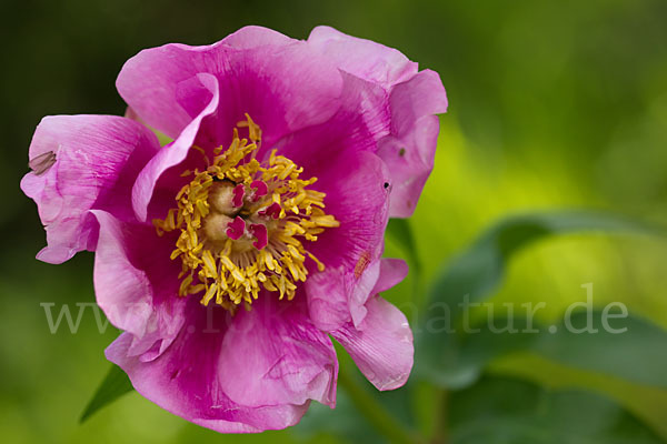 Pfingstrose (Paeonia broteroi)