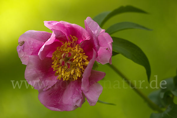 Pfingstrose (Paeonia broteroi)