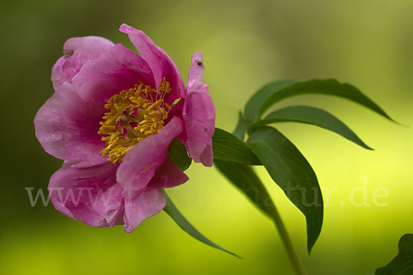 Pfingstrose (Paeonia broteroi)