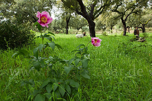 Pfingstrose (Paeonia broteroi)