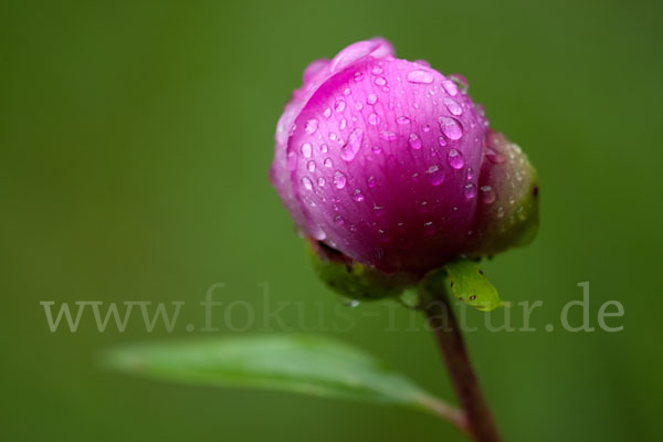 Pfingstrose (Paeonia broteroi)