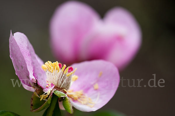 Pfingstrose (Paeonia broteroi)