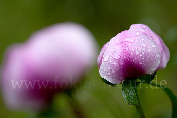 Pfingstrose (Paeonia broteroi)