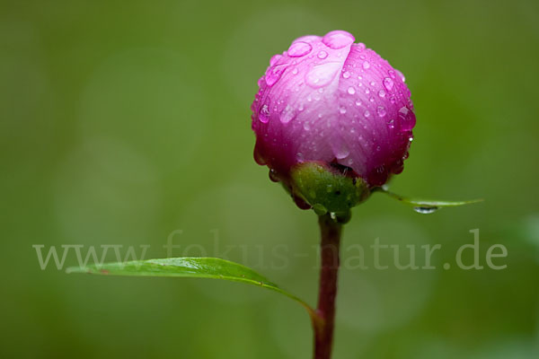 Pfingstrose (Paeonia broteroi)