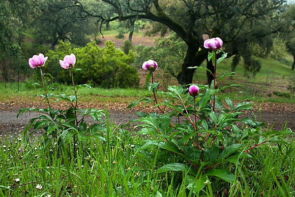 Pfingstrose (Paeonia broteroi)