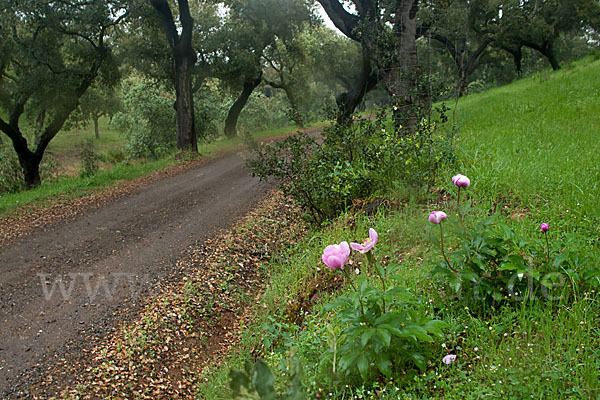 Pfingstrose (Paeonia broteroi)