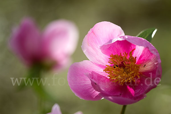 Pfingstrose (Paeonia broteroi)