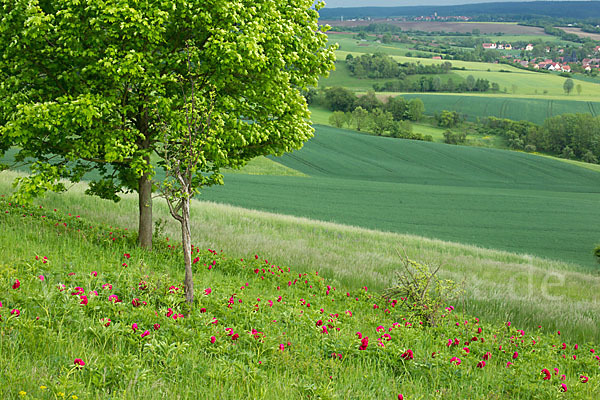 Pfingstrose (Paeonia broteroi)