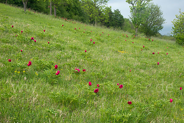 Pfingstrose (Paeonia broteroi)