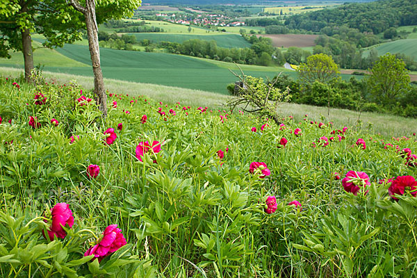 Pfingstrose (Paeonia broteroi)