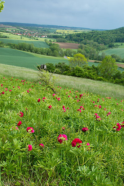 Pfingstrose (Paeonia broteroi)