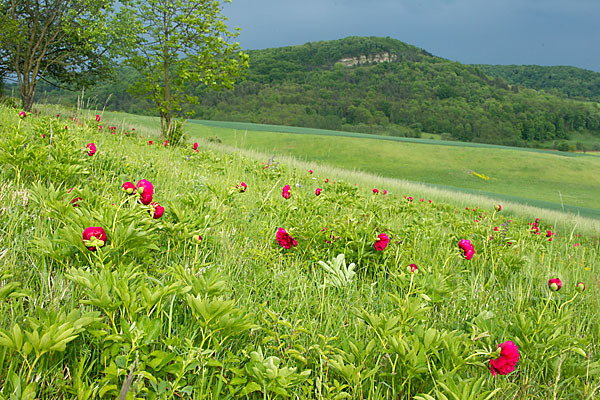 Pfingstrose (Paeonia broteroi)