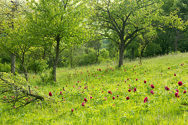 Pfingstrose (Paeonia broteroi)