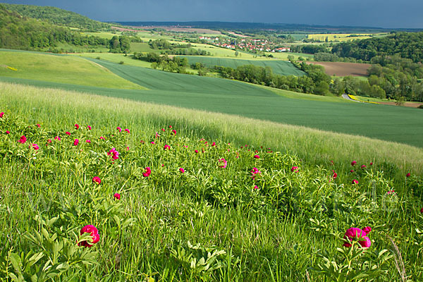 Pfingstrose (Paeonia broteroi)