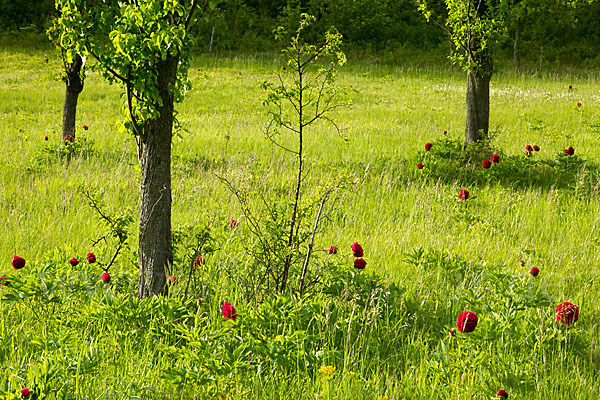 Pfingstrose (Paeonia broteroi)