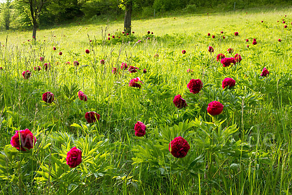 Pfingstrose (Paeonia broteroi)