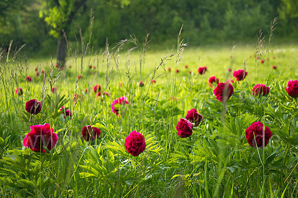 Pfingstrose (Paeonia broteroi)