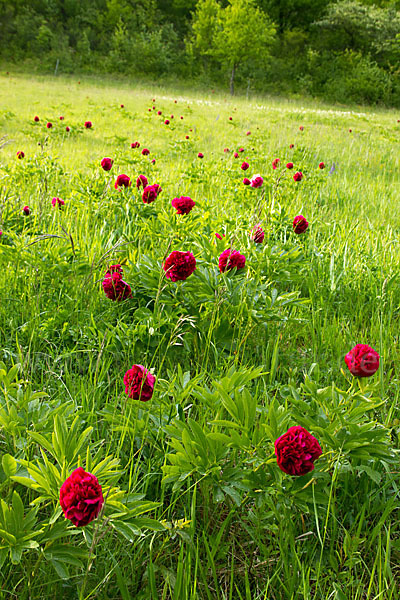 Pfingstrose (Paeonia broteroi)