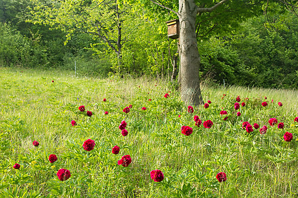 Pfingstrose (Paeonia broteroi)