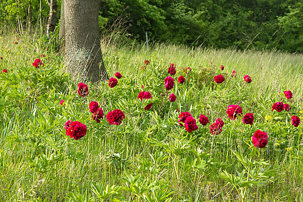 Pfingstrose (Paeonia broteroi)