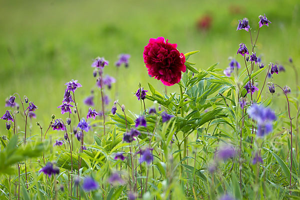 Pfingstrose (Paeonia broteroi)