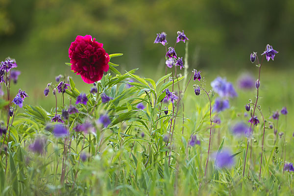 Pfingstrose (Paeonia broteroi)