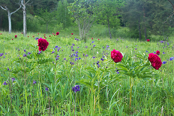 Pfingstrose (Paeonia broteroi)